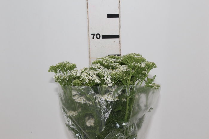 <h4>ACHILLEA MILLEFOLIUM BRANCO 070 CM</h4>