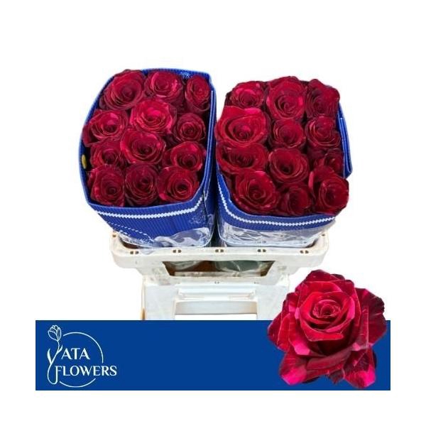 <h4>R Gr Red Panther</h4>