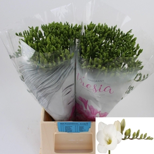 Freesia enk White River