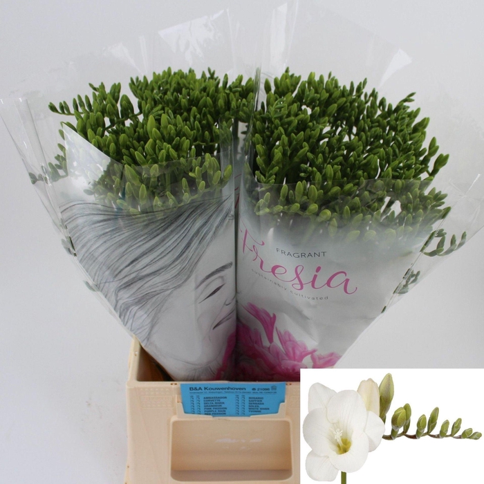 <h4>Freesia enk White River</h4>