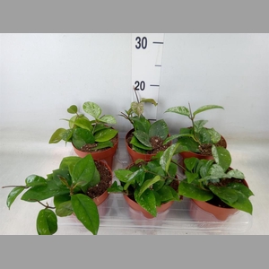 Hoya carnosa 'Freckles Splash'