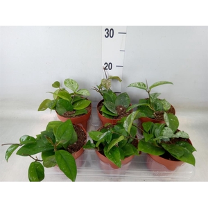 Hoya carnosa 'Freckles Splash'