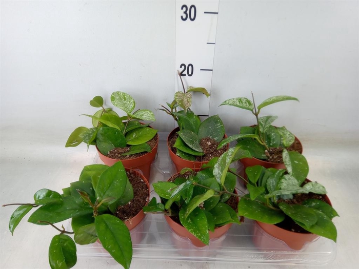 <h4>Hoya carnosa 'Freckles Splash'</h4>