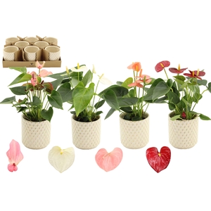 Anthurium 9 cm 4 color mix in Diamond Pearl Travertine ceramics