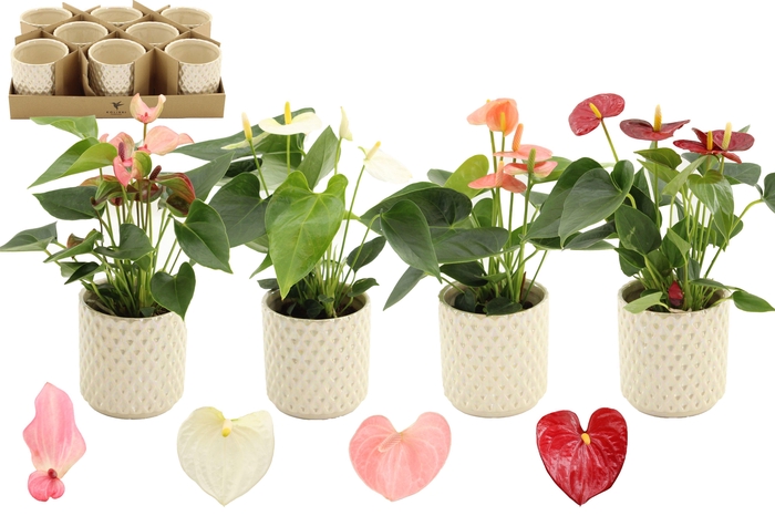<h4>Anthurium 9 cm 4 color mix in Diamond Pearl Travertine ceramics</h4>