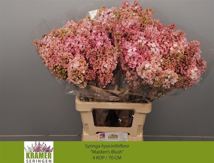 <h4>Syr Hy Maidens Blush</h4>