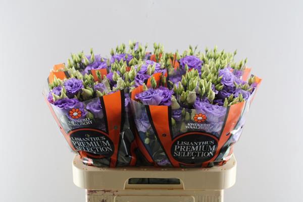 <h4>Eust G Corelli Lavendel</h4>