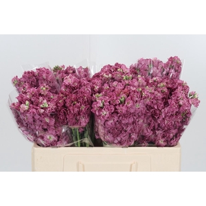 Matthiola Incana D Roze