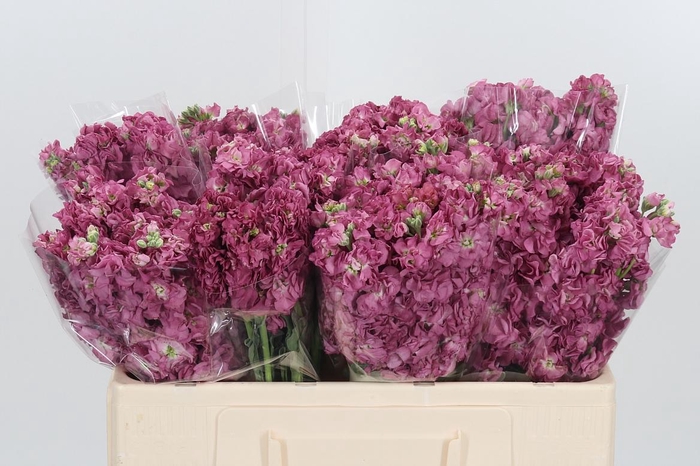<h4>Matthiola Incana D Roze</h4>