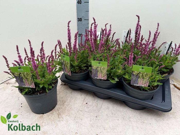 <h4>SALVIA NE SE DP ROSE</h4>