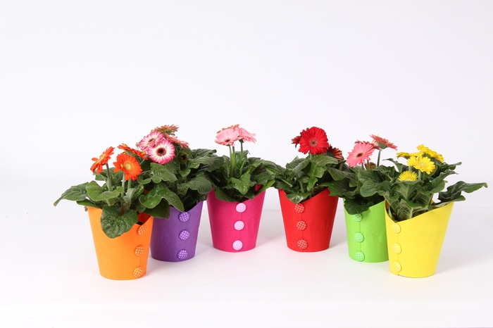 <h4>Gerbera belicht 2+bl 10cm in pot met vilt buttons</h4>