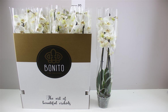 <h4>Phal Wit 3 Tak</h4>