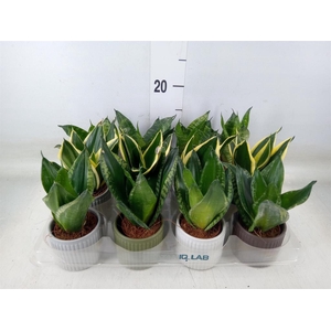 Sansevieria trifa. 'Hahnii'