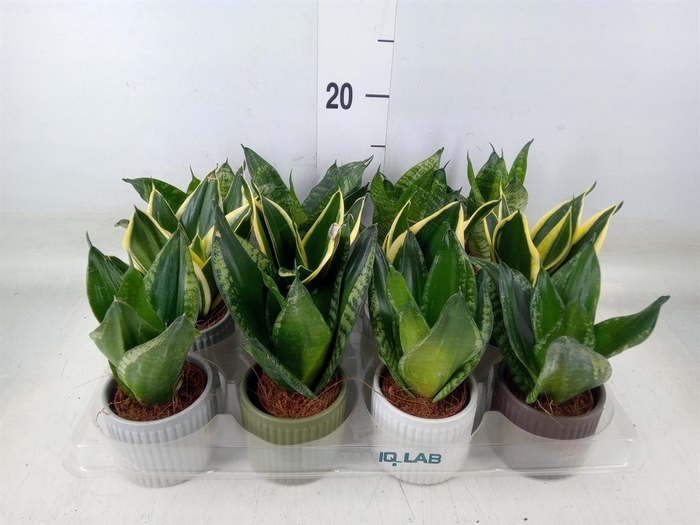 <h4>Sansevieria trifa. 'Hahnii'</h4>