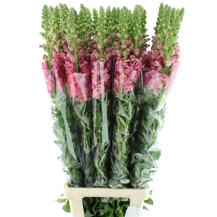 <h4>ANTIR COSTA SU PURPL</h4>