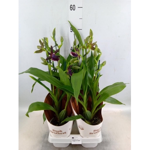 Zygopetalum  'Louisendorf'