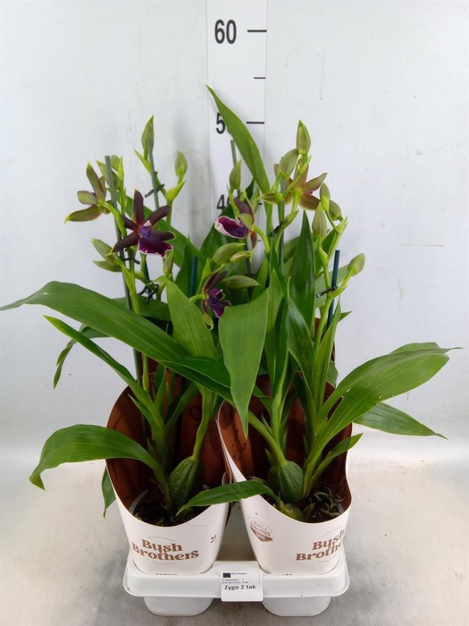 <h4>Zygopetalum  'Louisendorf'</h4>