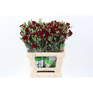 Dianthus TR 'Chateau'