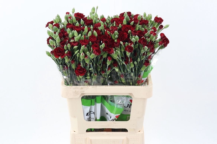 <h4>Dianthus TR 'Chateau'</h4>