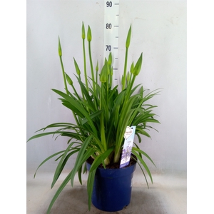 Agapanthus  'Amourette Superb'