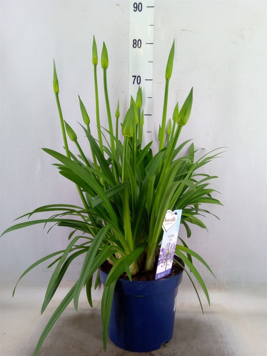 <h4>Agapanthus  'Amourette Superb'</h4>