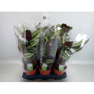 Calathea majestica 'Whitestar'