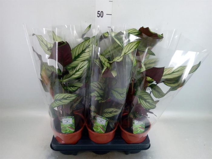<h4>Calathea majestica 'Whitestar'</h4>