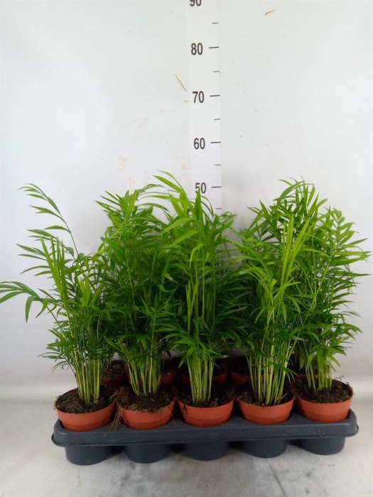 <h4>Chamaedorea elegans</h4>