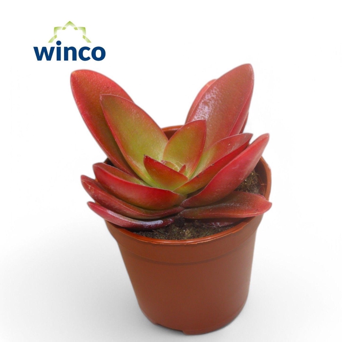 Crassula Capitella Campfire (Red)