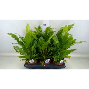 Asplenium nidus 'Campio'