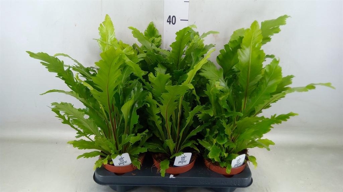 <h4>Asplenium nidus 'Campio'</h4>