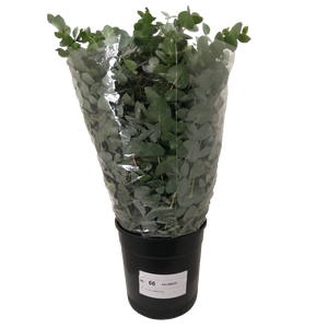 EUC. CINEREA ALBENGA 300GR DV