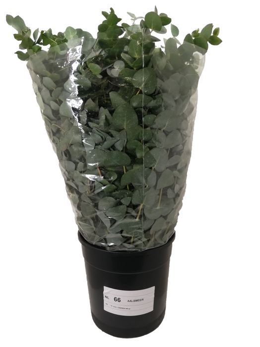 <h4>EUC. CINEREA ALBENGA 200GR ATL</h4>