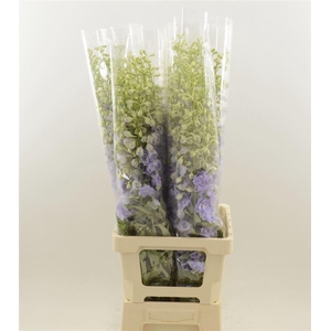 Delphinium double Aurora Lavender