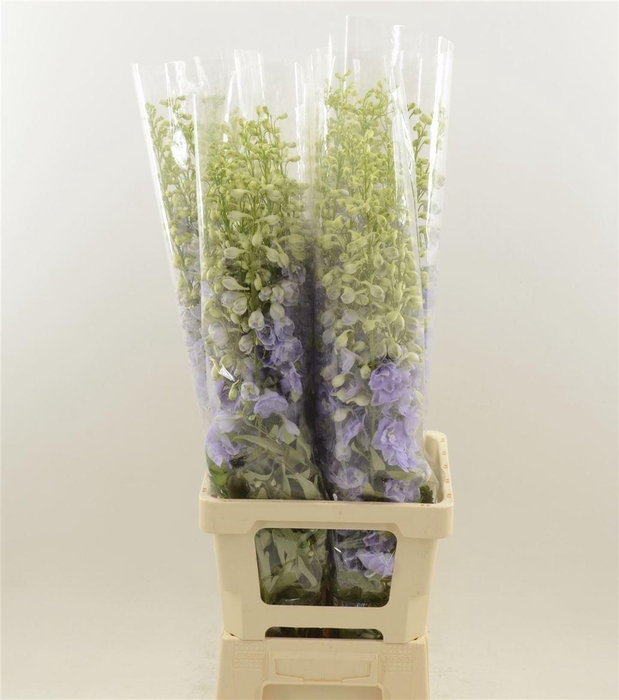 <h4>Delphinium double Aurora Lavender</h4>