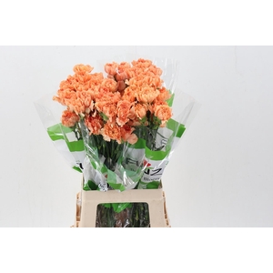 Di St Caramel Cowboy 60cm