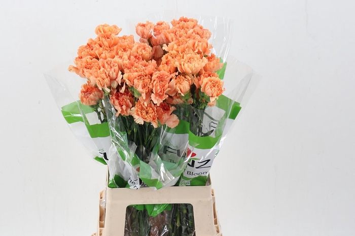 <h4>Di St Caramel Cowboy 60cm</h4>