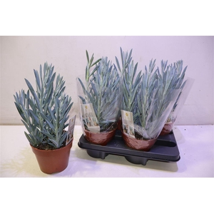 arr8 Curio Fic Mt Everest