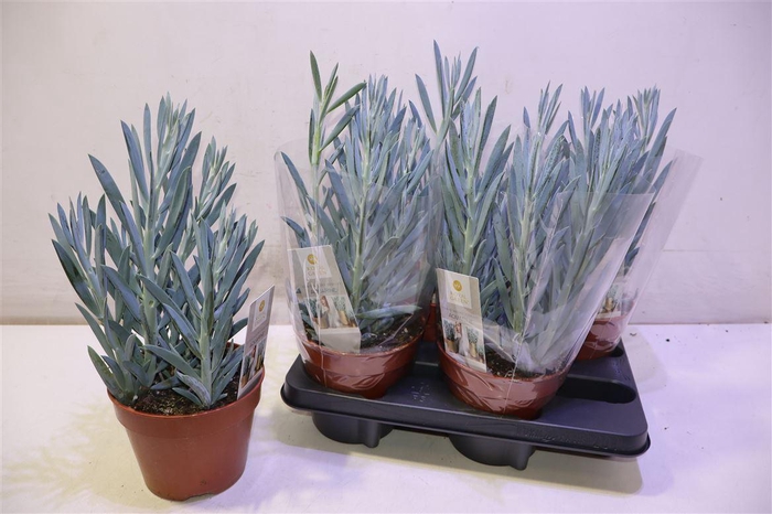 <h4>arr8 Curio Fic Mt Everest</h4>