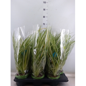Chlorophytum com. 'Vittatum'