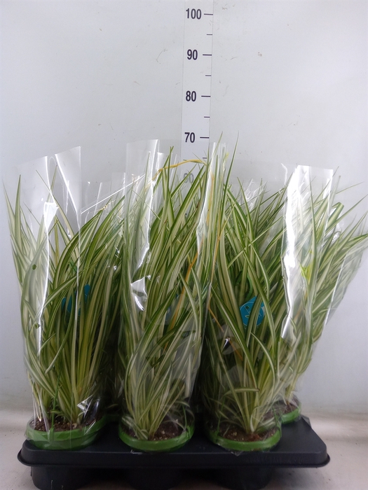 <h4>Chlorophytum com. 'Vittatum'</h4>