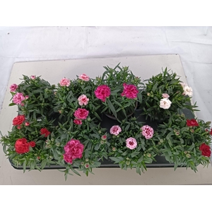 Dianthus Oscar gemengd in tray