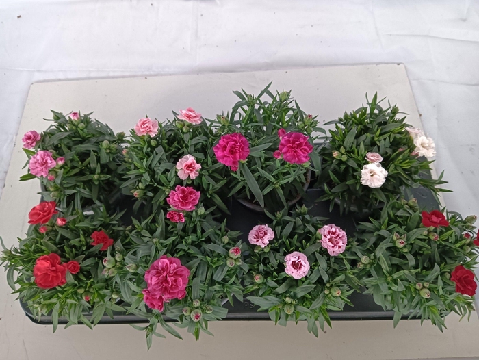 <h4>Dianthus Oscar gemengd in tray</h4>