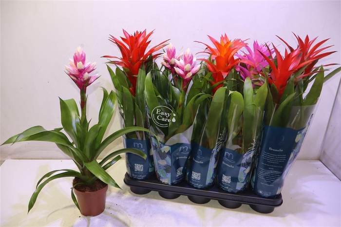 <h4>Guzm Gem 5 Srt</h4>