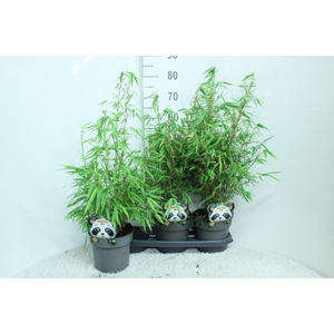 Fargesia rufa