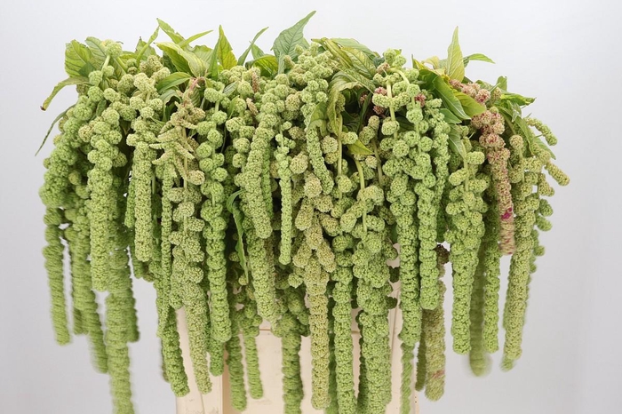<h4>Amaranthus Caudatus Cycloop</h4>