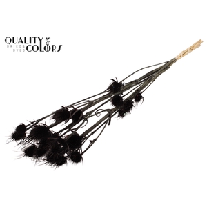 Cardi Distel Bleached 5pc/bunch 70cm Black