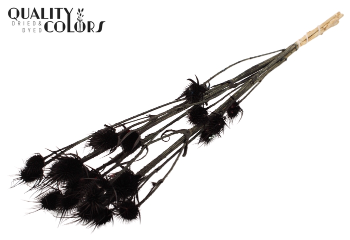 <h4>Cardi Distel Bleached 5pc/bunch 70cm Black</h4>