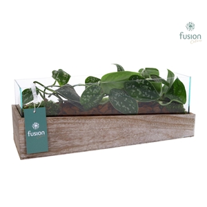 Aquarium Medium met Scindapsus