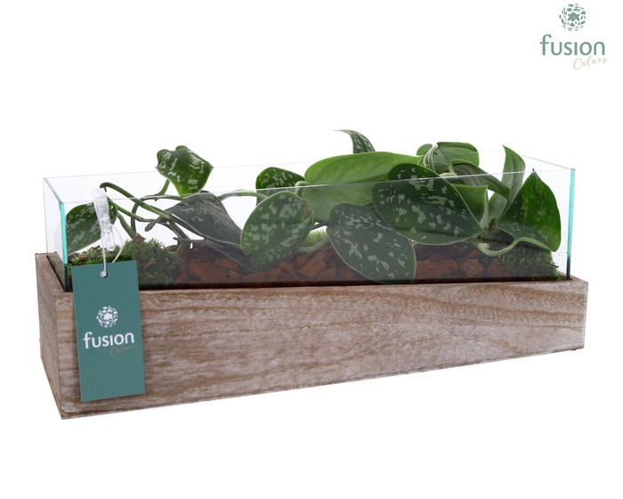 <h4>Aquarium Medium met Scindapsus</h4>